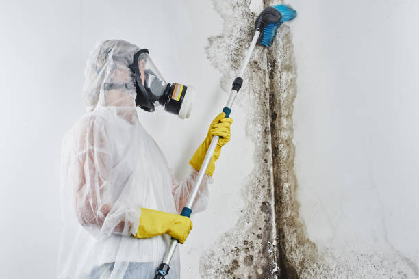 Certified Mold Removal in Sun Lakes, AZ