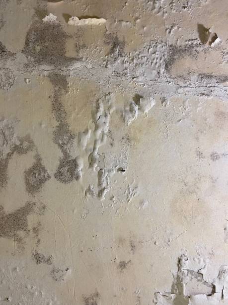 Mold Testing and Removal in Sun Lakes, AZ
