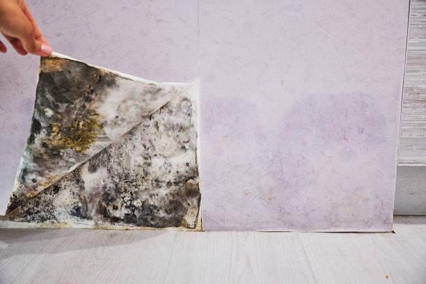 Best Fast Mold Removal  in Sun Lakes, AZ